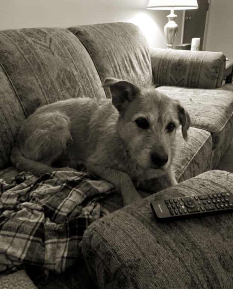 Vieille photo abîmée : un chien couché sur un divan, image délavée, granuleuse et floue